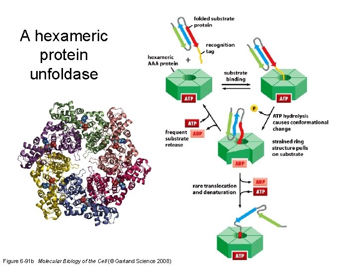 A hexameric protein unfoldase Figure 6 -91 b Molecular Biology of the Cell (©