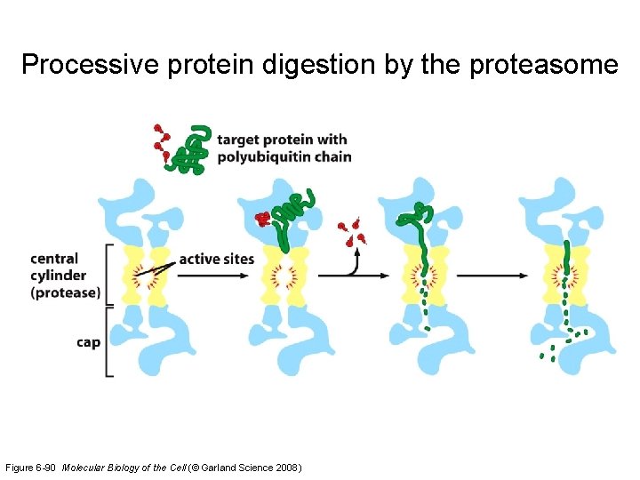 Processive protein digestion by the proteasome Figure 6 -90 Molecular Biology of the Cell