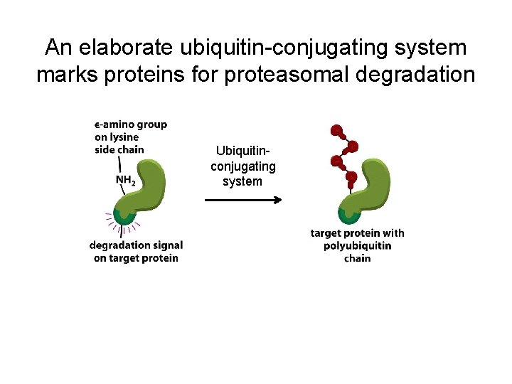 An elaborate ubiquitin-conjugating system marks proteins for proteasomal degradation Ubiquitinconjugating system 