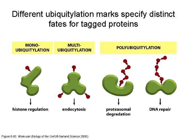 Different ubiquitylation marks specify distinct fates for tagged proteins Figure 6 -93 Molecular Biology
