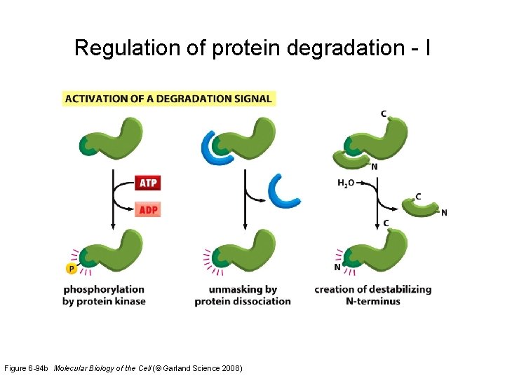 Regulation of protein degradation - I Figure 6 -94 b Molecular Biology of the