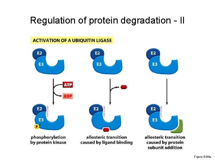 Regulation of protein degradation - II Figure 6 -94 a 