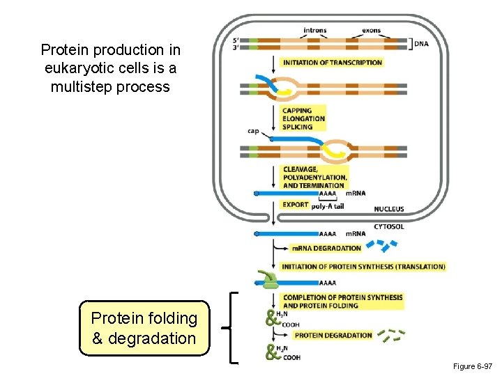 Protein production in eukaryotic cells is a multistep process Protein folding & degradation Figure