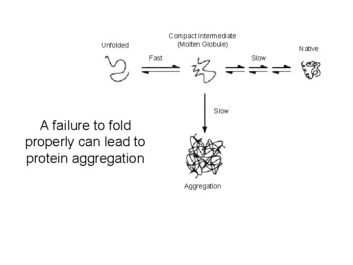 Compact Intermediate (Molten Globule) Unfolded Fast Native Slow A failure to fold properly can