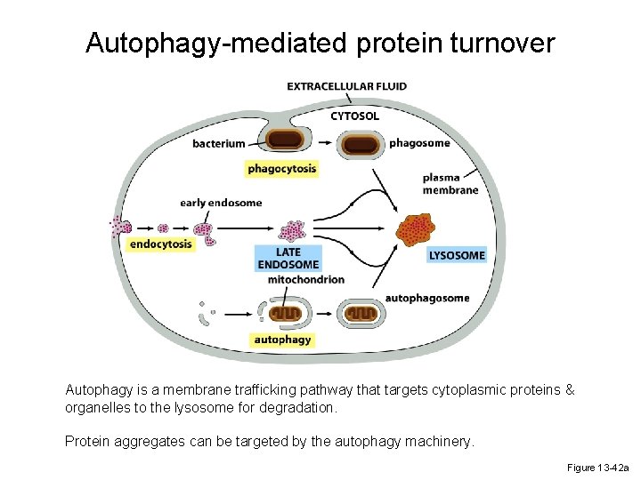 Autophagy-mediated protein turnover Autophagy is a membrane trafficking pathway that targets cytoplasmic proteins &