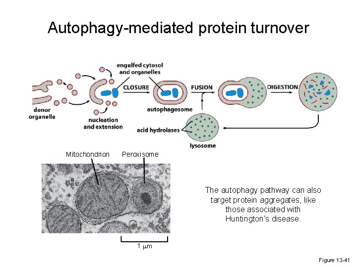 Autophagy-mediated protein turnover Mitochondrion Peroxisome The autophagy pathway can also target protein aggregates, like