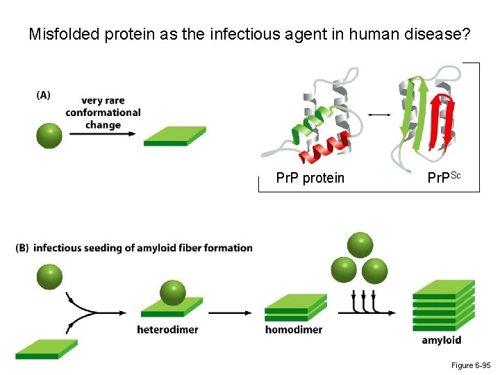 Misfolded protein as the infectious agent in human disease? Pr. P protein Pr. PSc