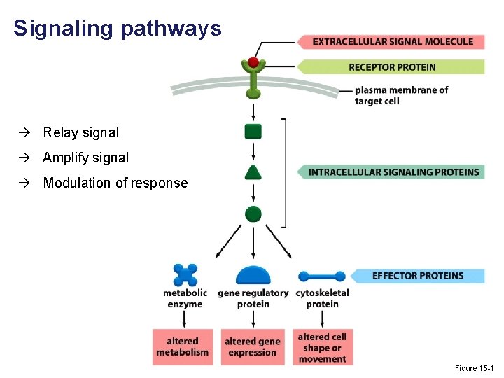 Signaling pathways Relay signal Amplify signal Modulation of response Figure 15 -1 