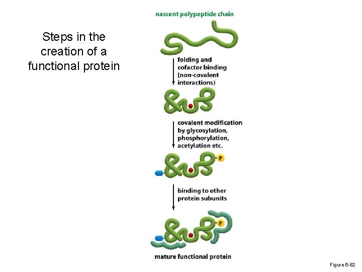 Steps in the creation of a functional protein Figure 6 -82 