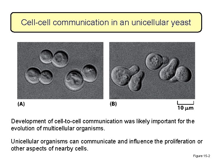 Cell-cell communication in an unicellular yeast Development of cell-to-cell communication was likely important for