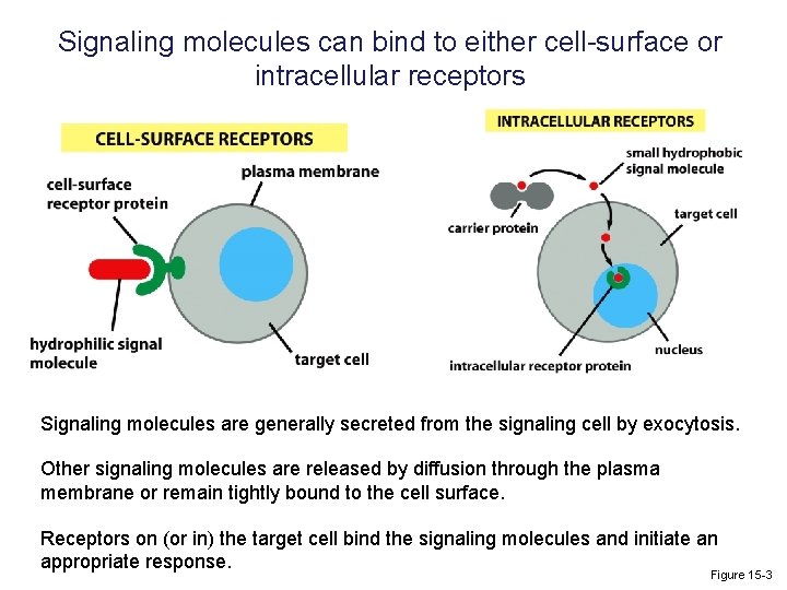 Signaling molecules can bind to either cell-surface or intracellular receptors Signaling molecules are generally