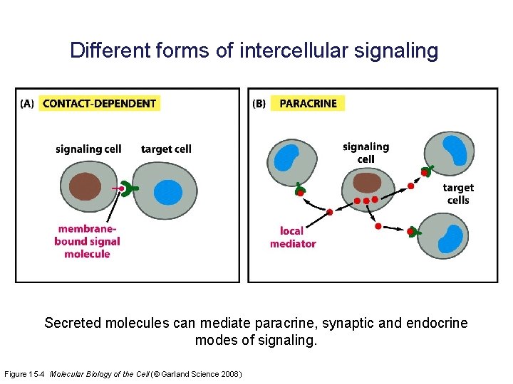 Different forms of intercellular signaling Secreted molecules can mediate paracrine, synaptic and endocrine modes