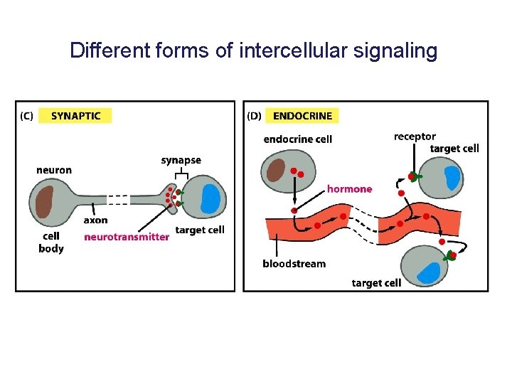 Different forms of intercellular signaling 