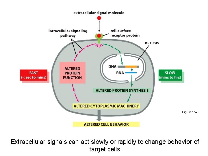 Figure 15 -6 Extracellular signals can act slowly or rapidly to change behavior of