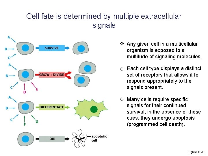 Cell fate is determined by multiple extracellular signals v Any given cell in a