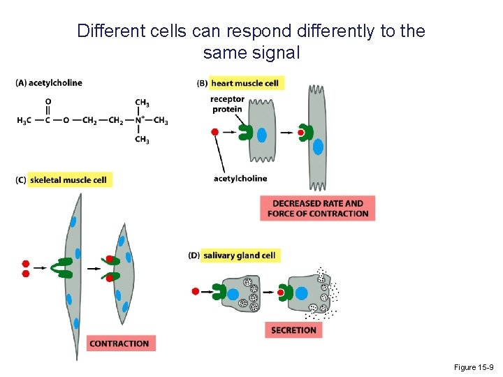 Different cells can respond differently to the same signal Figure 15 -9 