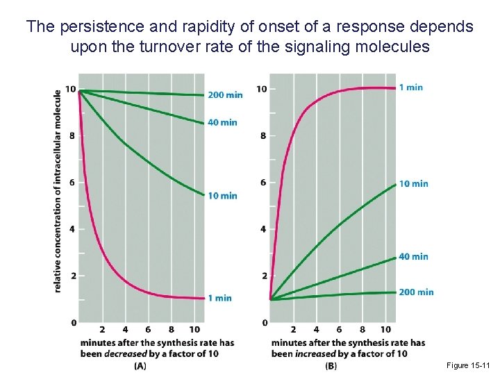 The persistence and rapidity of onset of a response depends upon the turnover rate