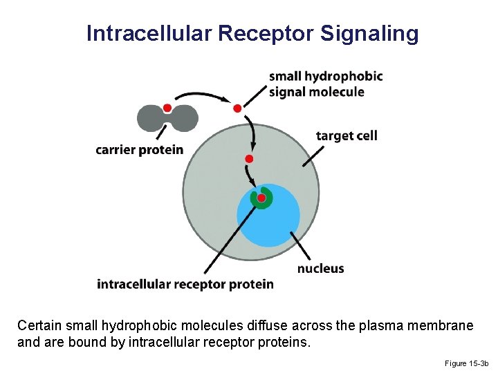 Intracellular Receptor Signaling Certain small hydrophobic molecules diffuse across the plasma membrane and are