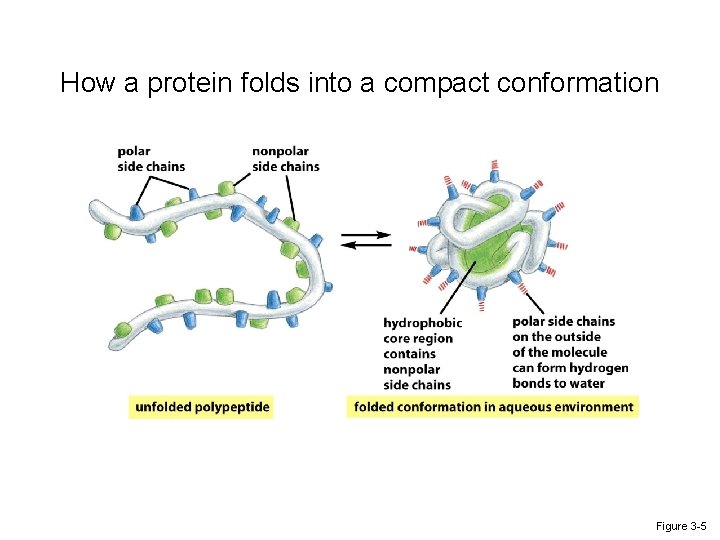 How a protein folds into a compact conformation Figure 3 -5 