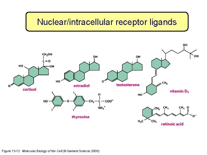 Nuclear/intracellular receptor ligands Figure 15 -13 Molecular Biology of the Cell (© Garland Science