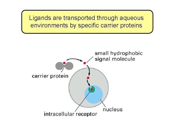 Ligands are transported through aqueous environments by specific carrier proteins 