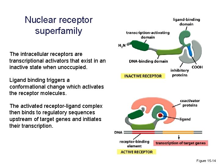 Nuclear receptor superfamily The intracellular receptors are transcriptional activators that exist in an inactive