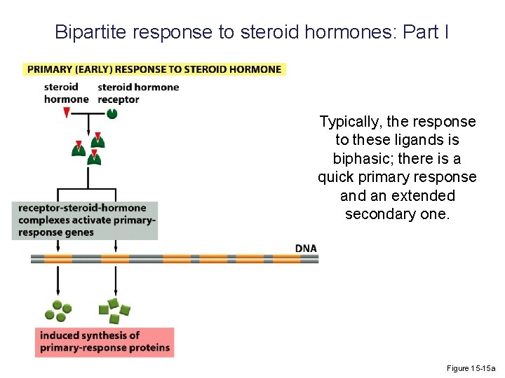 Bipartite response to steroid hormones: Part I Typically, the response to these ligands is