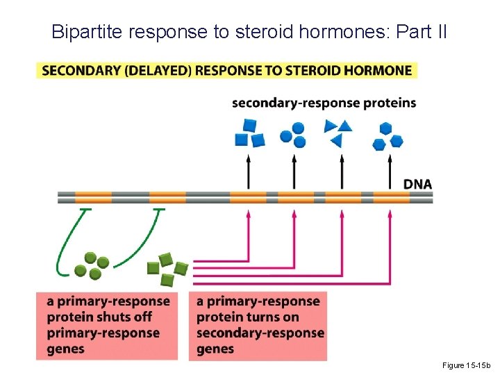 Bipartite response to steroid hormones: Part II Figure 15 -15 b 