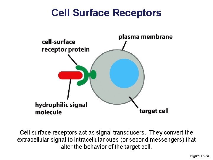 Cell Surface Receptors Cell surface receptors act as signal transducers. They convert the extracellular