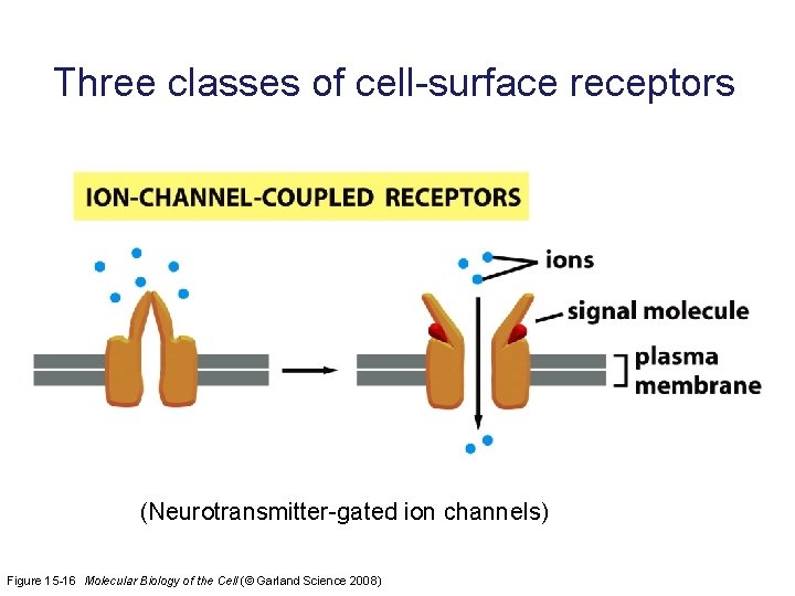 Three classes of cell-surface receptors (Neurotransmitter-gated ion channels) Figure 15 -16 Molecular Biology of