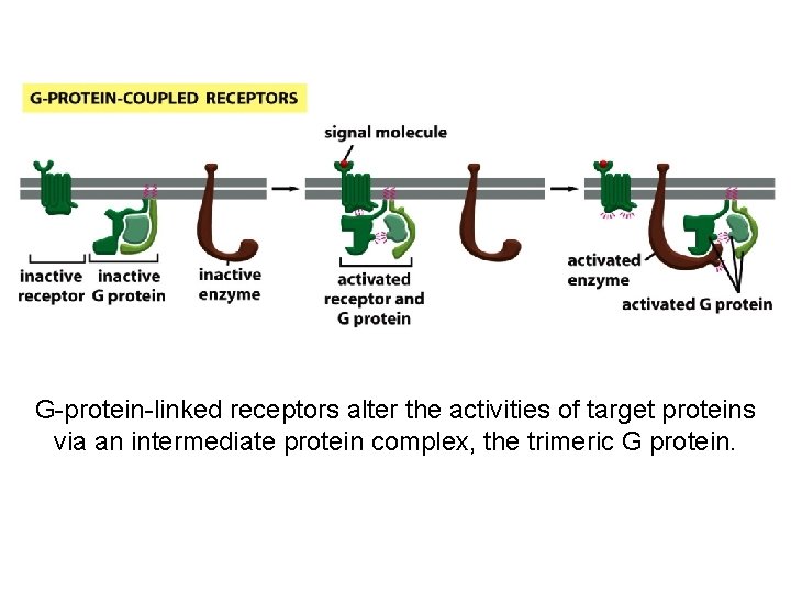 G-protein-linked receptors alter the activities of target proteins via an intermediate protein complex, the
