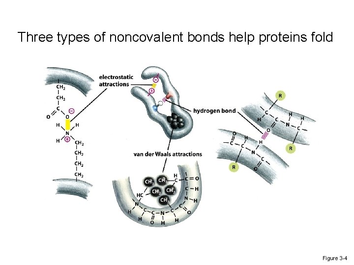 Three types of noncovalent bonds help proteins fold Figure 3 -4 