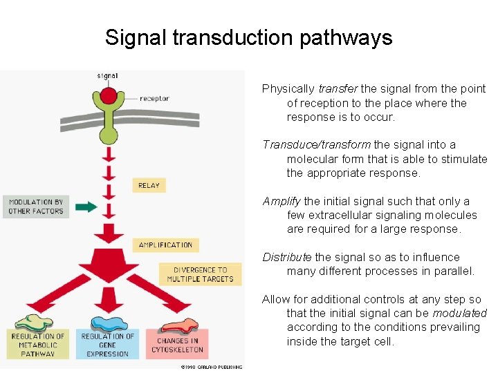 Signal transduction pathways Physically transfer the signal from the point of reception to the