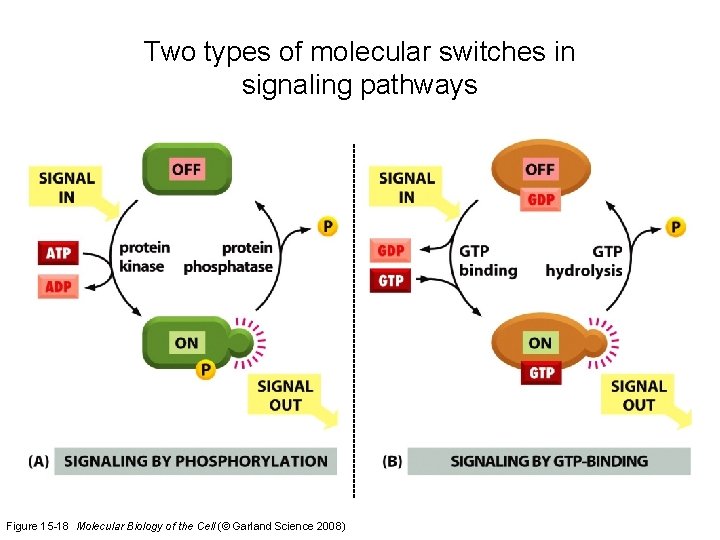 Two types of molecular switches in signaling pathways Figure 15 -18 Molecular Biology of