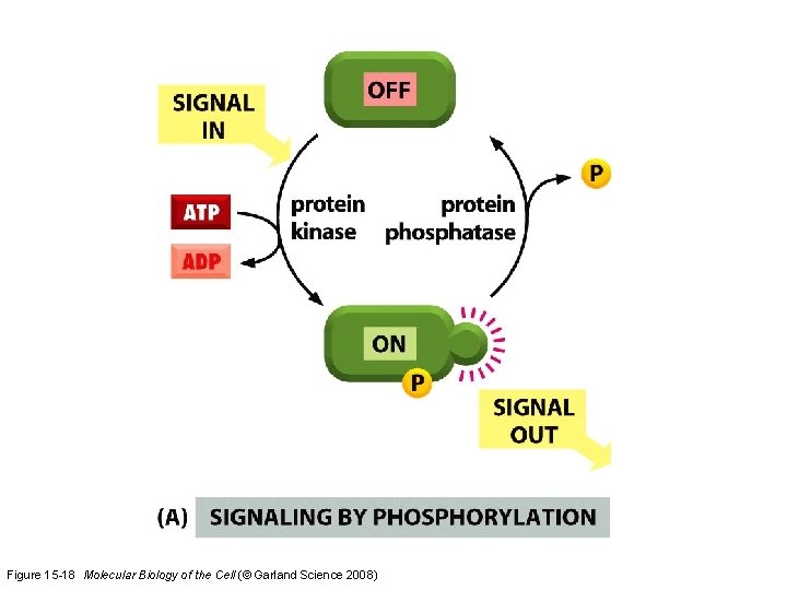 Figure 15 -18 Molecular Biology of the Cell (© Garland Science 2008) 