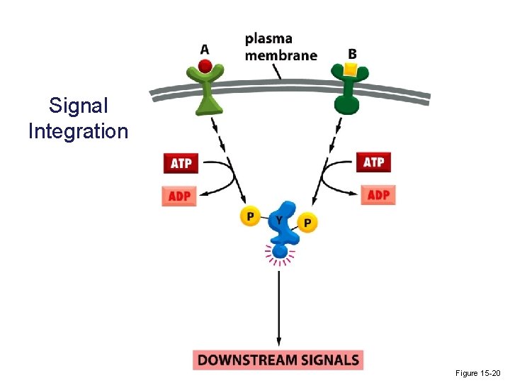 Signal Integration Figure 15 -20 