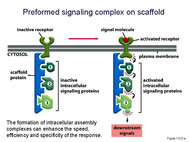 Preformed signaling complex on scaffold The formation of intracellular assembly complexes can enhance the