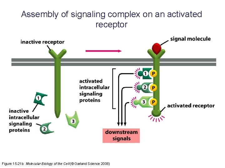 Assembly of signaling complex on an activated receptor Figure 15 -21 b Molecular Biology