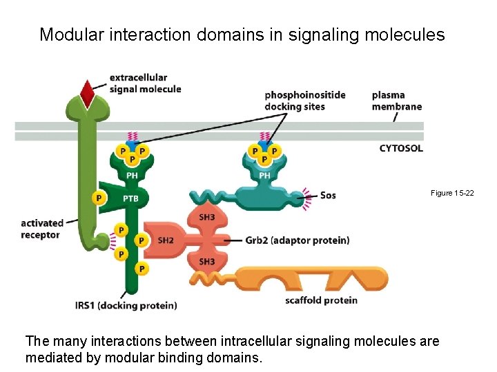 Modular interaction domains in signaling molecules Figure 15 -22 The many interactions between intracellular