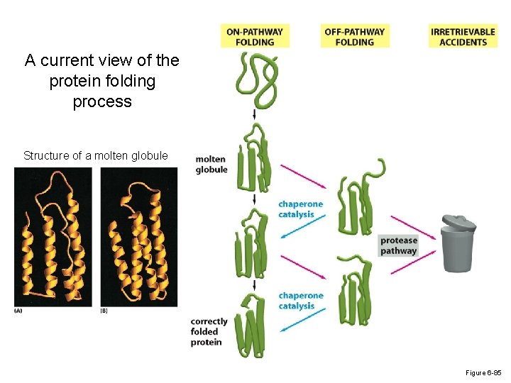 A current view of the protein folding process Structure of a molten globule Figure