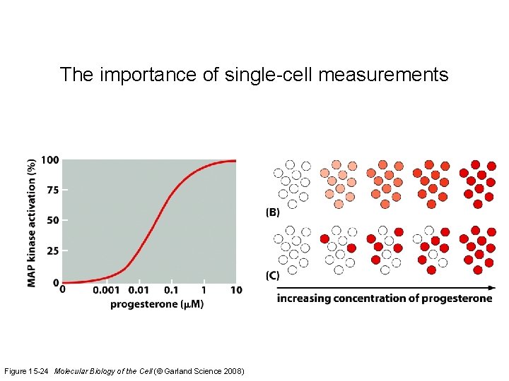 The importance of single-cell measurements Figure 15 -24 Molecular Biology of the Cell (©