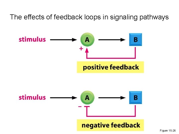 The effects of feedback loops in signaling pathways Figure 15 -26 