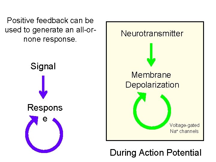 Positive feedback can be used to generate an all-ornone response. Signal Respons e Neurotransmitter