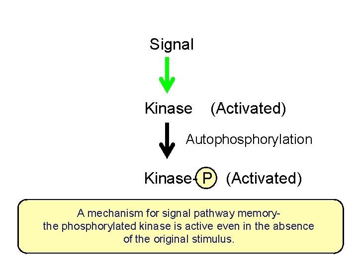 Signal Kinase (Activated) Autophosphorylation Kinase- P (Activated) A mechanism for signal pathway memorythe phosphorylated