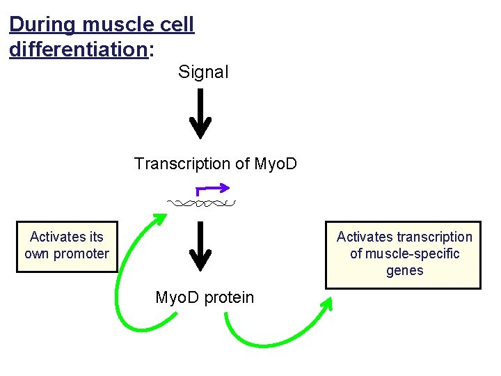 During muscle cell differentiation: Signal Transcription of Myo. D Activates its own promoter Activates