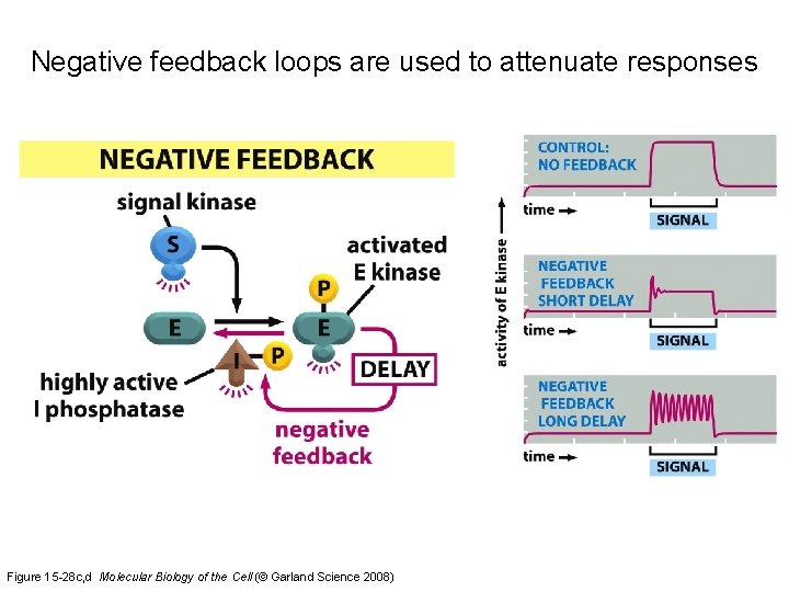 Negative feedback loops are used to attenuate responses Figure 15 -28 c, d Molecular