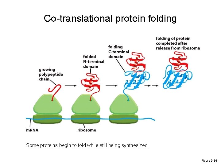 Co-translational protein folding Some proteins begin to fold while still being synthesized. Figure 6