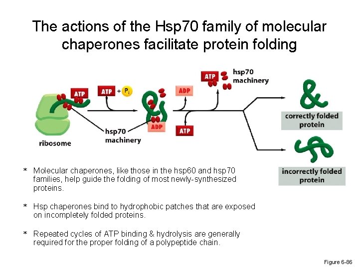 The actions of the Hsp 70 family of molecular chaperones facilitate protein folding *