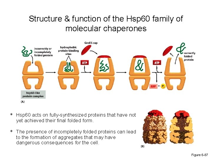 Structure & function of the Hsp 60 family of molecular chaperones * Hsp 60