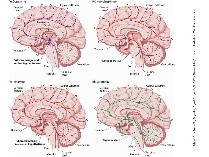 Adapted from Purves D. , Augustine, G. , and Fitzpatrick, D. (2001). Neuroscie� nce,